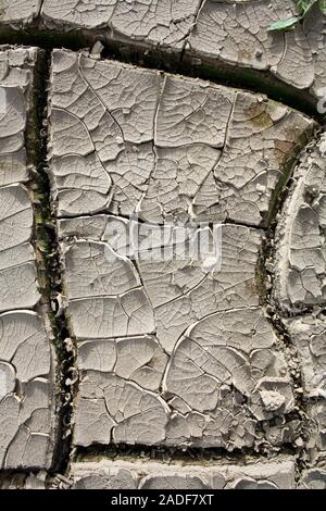 Cracked mud. Cracks forming in drying mud. This mud was the bed of a pond that has dried up. Photographed in Pichincha, Ecuador. Stock Photo