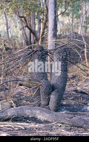 Burnt cycad trees after a forest fire. Only the blackened barrel-like trunks of the trees remain, along with burnt leaves. The cycads will respond to Stock Photo