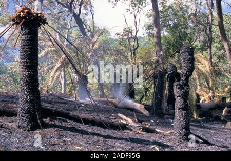 Burnt cycad trees after a forest fire. Only the blackened barrel-like trunks of the trees remain, along with burnt leaves. The cycads will respond to Stock Photo