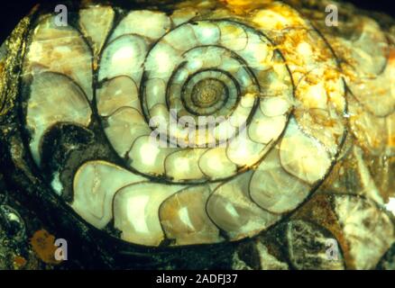 Goniatite fossil. Fossilised shell of a goniatite (Goniatites sp.) The goniatites were one of the primitive ammonoids which are found as fossils in De Stock Photo
