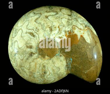Goniatite fossil from the Carboniferous period, around 350 million years ago. A goniatite is a type of ammonite, a cephalopod mollusc related to the m Stock Photo