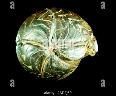 Goniatite fossil from the Carboniferous period, around 350 million years ago. A goniatite is a type of ammonite, a cephalopod mollusc related to the m Stock Photo