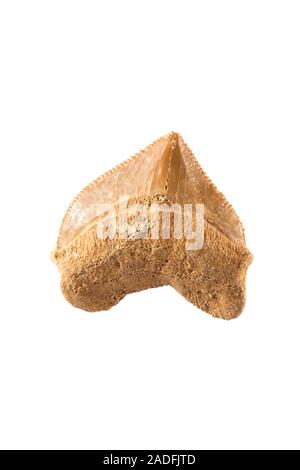 Fossil shark tooth (Squalicorax kaupi). Example of the tooth of this Late Cretaceous (100-75 mya) Crow Shark. The serrated, asymmetric, broad shape of Stock Photo