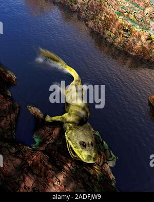 Tiktaalik roseae, computer artwork. This extinct lobe-finned fish lived during the Late Devonian period (375 million years ago). A Tiktaalik roseae fo Stock Photo