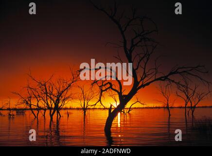Drowned trees at sunset. Trees being submerged by the slowly-rising waters of a lake created by the damming of a river. Photographed in 1998, south of Stock Photo