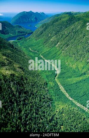 Regenerating forest. Aerial view of a valley forest which is regenerating after being clear cut. Older, taller trees line the slopes of the valley. Cl Stock Photo