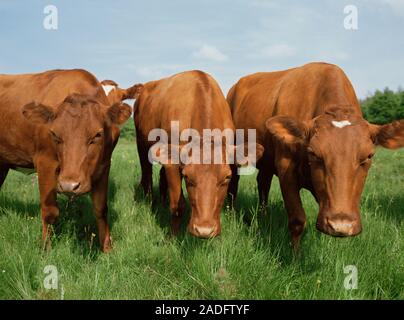 Cows (Bos taurus) grazing. Photographed in Herrfallsang, Narke, Sweden. Stock Photo
