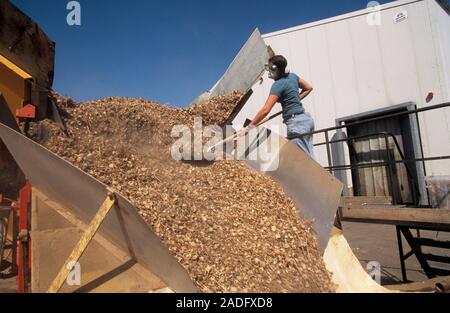 Opium poppy harvest. Worker helping to remove harvested opium poppies (Papaver somniferum) from a truck. This poppy is the source of opium, a narcotic Stock Photo
