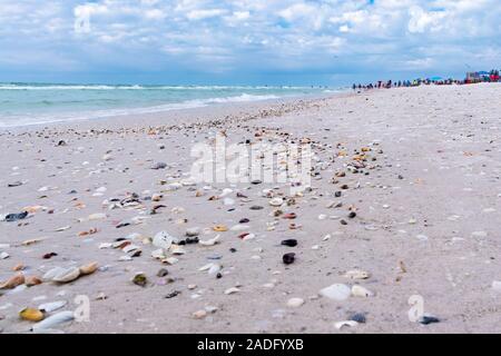 Sea Shells on the Siesta Key Beach on the west coast of Florida, famous for pristine white sand beaches and sunny weather all year round Stock Photo