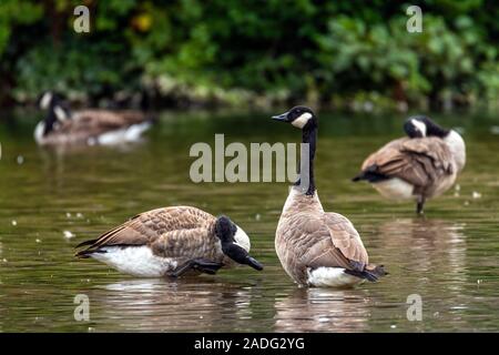 Birds of Canada in their natural habitats Stock Photo