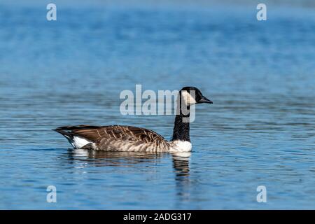 Birds of Canada in their natural habitats Stock Photo