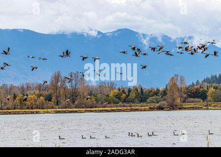 Birds of Canada in their natural habitats Stock Photo