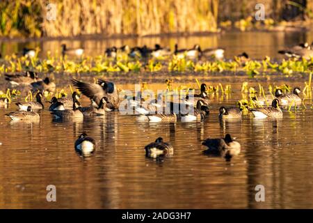 Birds of Canada in their natural habitats Stock Photo