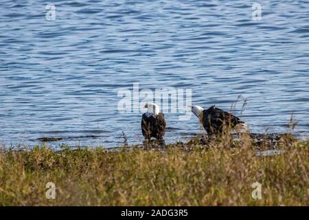 Birds of Canada in their natural habitats Stock Photo