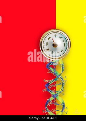 Biological diversity, conceptual computer artwork. Dial representing life on Earth, supported by a molecule of DNA (deoxyribonucleic acid). Even thoug Stock Photo