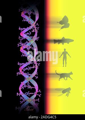 Biological diversity, conceptual computer artwork. Molecule of DNA (deoxyribonucleic acid) and images of different animals, representing life on Earth Stock Photo