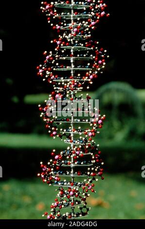 Demonstration model of DNA (deoxyribonucleic acid), the genetic material of most living organisms. DNA consists of a large number of nucleotides joine Stock Photo