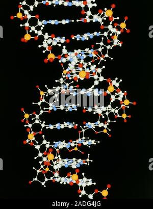 DNA molecule. Computer graphic ball & stick model representing a segment of the molecule Deoxyribonucleic Acid (DNA). This is the alpha form of DNA in Stock Photo