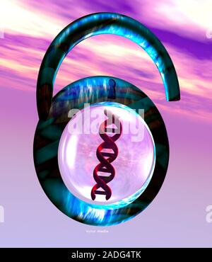 Unlocking genetic code. Conceptual computer artwork of a strand of DNA (deoxyribonucleic acid) in an unlocked padlock. This may represent the decipher Stock Photo