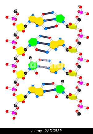 This image may not be used in educational posters DNA molecule. Computer artwork of the structure of deoxyribonucleic acid (DNA). DNA is composed of s Stock Photo