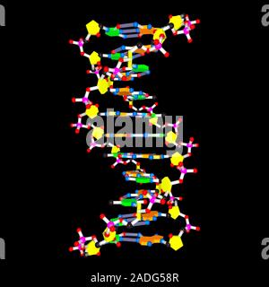 This image may not be used in educational posters DNA molecule. Computer artwork of the structure of deoxyribonucleic acid (DNA). DNA is composed of s Stock Photo