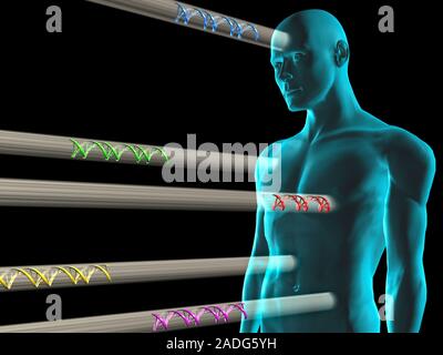 Gene therapy. Conceptual computer artwork representing gene therapy, showing beams of DNA (deoxyribonucleic acid, spiral structures) being targeted at Stock Photo