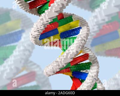 Genetic engineering, conceptual artwork. DNA (deoxyribonucleic acid) molecule made of Lego representing scientists' ability to alter and rearrange an Stock Photo