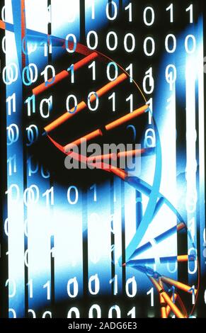 Biological computing. Conceptual computer artwork of a DNA (deoxyribonucleic acid) molecule with binary code, representing biological computing, or bi Stock Photo