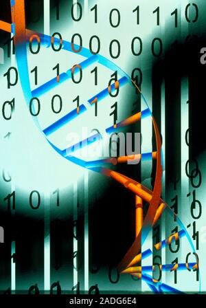 Biological computing. Conceptual computer artwork of a DNA (deoxyribonucleic acid) molecule with binary code, representing biological computing, or bi Stock Photo