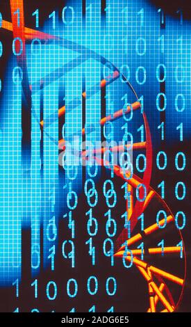Biological computing. Conceptual computer artwork of a DNA (deoxyribonucleic acid) molecule with binary code, representing biological computing, or bi Stock Photo