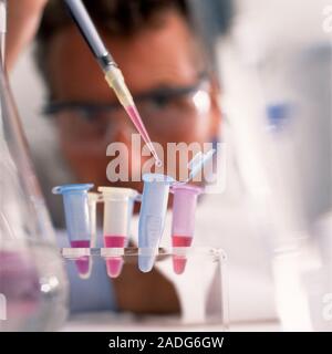 Scientist pipetting DNA samples into Eppendorf tubes. The pink fluid contains DNA (deoxyribonucleic acid). Samples of DNA may be studied for medical r Stock Photo