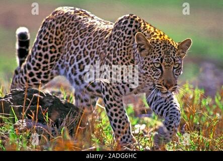 African Leopard returns from hunting, walking in Savannah, early morning light. Stock Photo