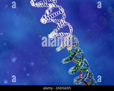 Genetic individuality. Conceptual computer artwork showing the ability of human genetic information to be translated into digital binary code for biom Stock Photo