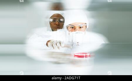 Biotechnologists working with samples in a petri dish in a laboratory. They are wearing sterile cleanroom suits. Stock Photo