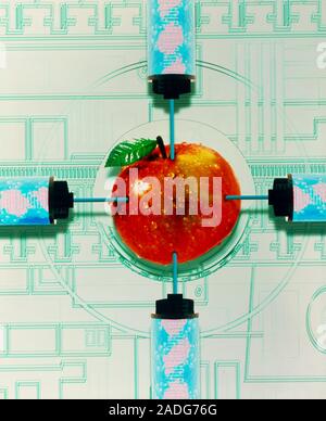 Genetically-engineered food. Conceptual image of an apple being injected with syringes filled with DNA (deoxyribonucleic acid) strands. The image is d Stock Photo