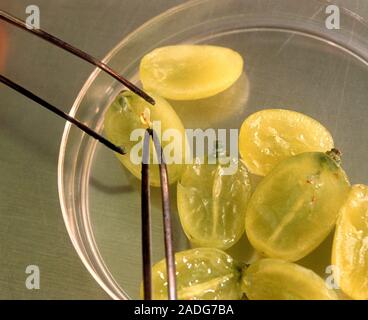 Seedless grape production. An undersized seed is removed from a sliced grape (Vitis sp.) using tweezers. The developing embryo can be removed from the Stock Photo