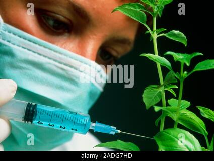 Plant biotechnology. Conceptual image of a scientist injecting a plant with a syringe representing plant biotechnology. Genetic engineering of plants Stock Photo