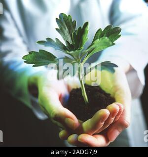 Genetically modified plant. Conceptual image representing a genetically modified (GM) seedling growing in the cupped hands of a technician. GM, or tra Stock Photo