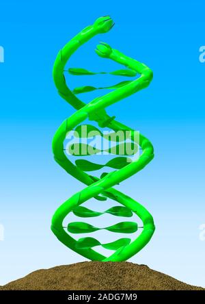 Genetically modified plant, conceptual artwork. Plant stems and leaves forming a structure that echoes a DNA (deoxyribonucleic acid) double helix. Thi Stock Photo