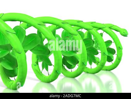 Genetically modified plant, conceptual artwork. Plant stem and leaves forming a helical structure that could represent a genetically modified (GM) pla Stock Photo