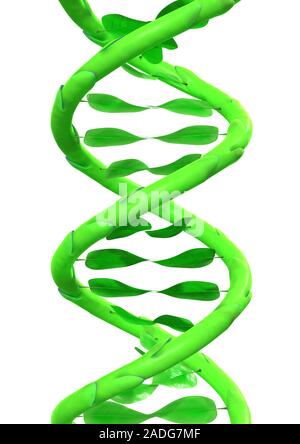 Genetically modified plant, conceptual artwork. Plant stems and leaves forming a structure that echoes a DNA (deoxyribonucleic acid) double helix. Thi Stock Photo