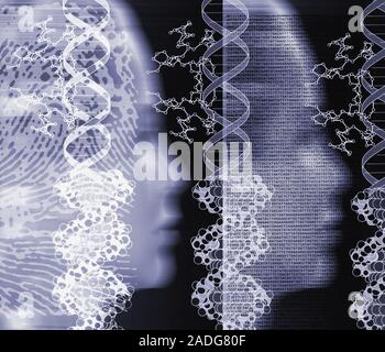 Human cloning. Conceptual computer artwork of two identical female faces representing human cloning. Parts of the double helix of the DNA (deoxyribonu Stock Photo