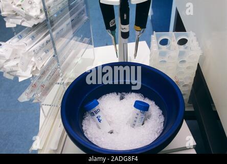 Thawing of cell samples. Two cell sample tubes in a bowl of ice. They are being thawed after being kept at liquid nitrogen temperatures (-198 degrees Stock Photo