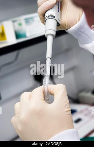 Muscle physiology research. Researcher using a pipette to add a sample to a vial. The work involves extracting proteins from muscle cells using antibo Stock Photo