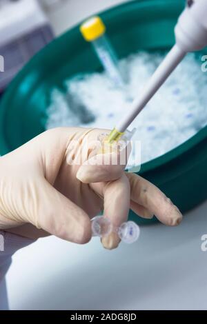 Muscle physiology research. Researcher handling a sample vial and pipette. The work involves extracting proteins from muscle cells using antibodies. T Stock Photo