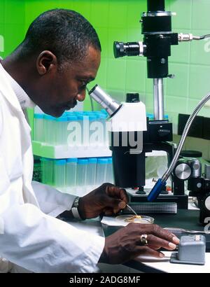 Biologist using a microscope to examine leaf litter for black-legged tick (Ixodes sp.) nymphs. Black-legged ticks are external parasites that feed on Stock Photo