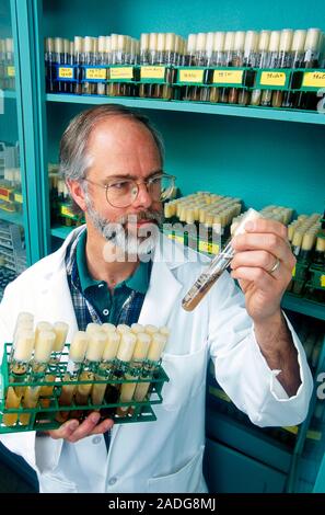 Plant pathologist comparing different root pathogens that can affect strawberry plants when they are grown in poor soil. The pesticide bromomethane ki Stock Photo