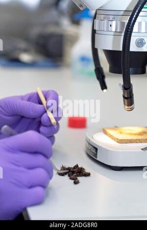 Bee research. Researcher preparing dead honeybee (Apis mellifera) specimens for examination under a light microscope. Stock Photo
