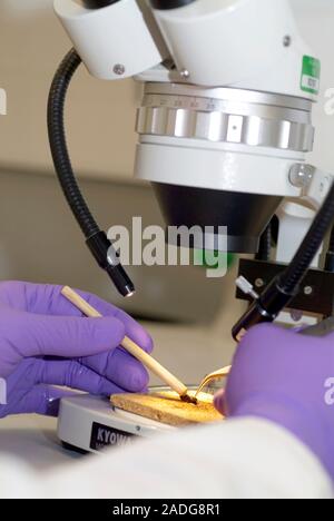 Bee research. Researcher examining dead honeybee (Apis mellifera) specimens under a light microscope. Stock Photo