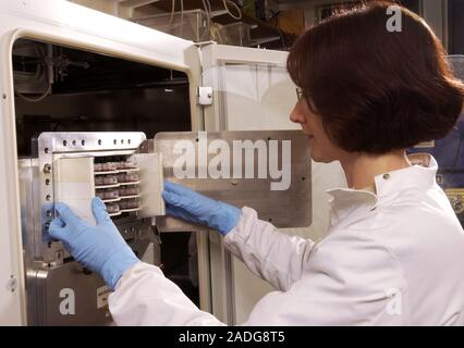 Testing effects of radio waves on blood. Scientist loading blood samples into a waveguide. The samples will be exposed to electromagnetic waves in the Stock Photo
